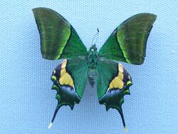 Teinopalpus imperialis Male.jpg