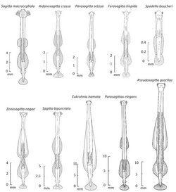 Ten species of chaetognaths.webp