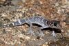 Thick-tailed Gecko (Underwoodisaurus milii) (8636512143).jpg
