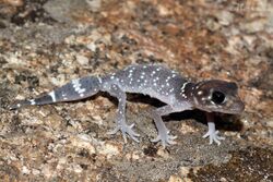 Thick-tailed Gecko (Underwoodisaurus milii) (8636512143).jpg