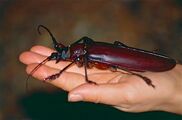 Titan beetle (Titanus giganteus) found by Jean NICOLAS (10331669783).jpg