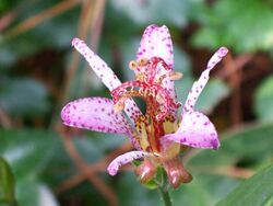 Toad Lily.JPG