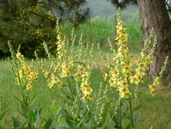 Verbascum chaixii 'Sixten Candles' 1.JPG