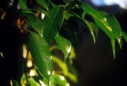 Weeping-fig Ficus-benjamina.jpg