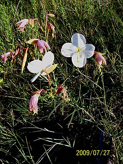 White Evening Primrose (Oenothera nuttallii).jpg