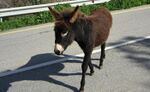 Wild donkeys on Cyprus (cropped).JPG