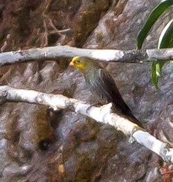 Yellow-rumped Honeyguide Khangchendzonga National Park West Sikkim Sikkim India 17.02.2016, crop.jpg