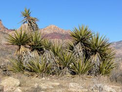 Yucca schidigera 17.jpg