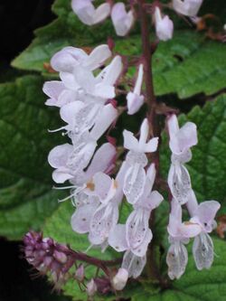 香茶菜屬 Plectranthus ciliatus -墨爾本植物園 Royal Botanic Gardens, Melbourne- (9227005771).jpg