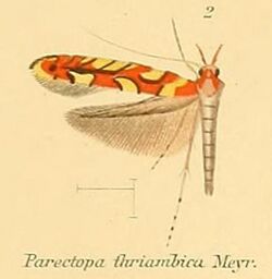 02-Macrocstola thriambica (Gracilaria) (Meyrick, 1907).JPG