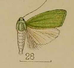 28-Prasinoxena metaleuca Hampson, 1912.JPG