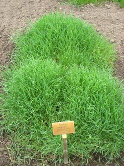 Aegilops neglecta - Berlin Botanical Garden - IMG 8562.JPG