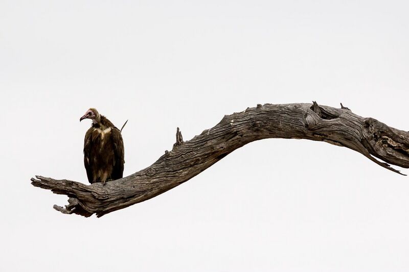 File:African Hooded Vulture (Necrosyrtes monachus), Kruger National Park.jpg