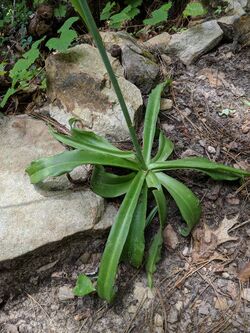 Agave virginica leaves.jpg