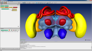 Amira Screenshot with Honeybee Brain visualization.png