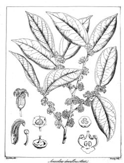 Anacolosa densiflora Govindoo.jpg