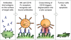 Antibody-dependent Cellular Cytotoxicity.svg