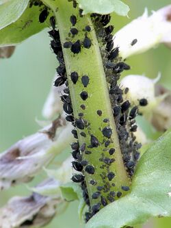 Aphis fabae, zwarte bonenluis.jpg