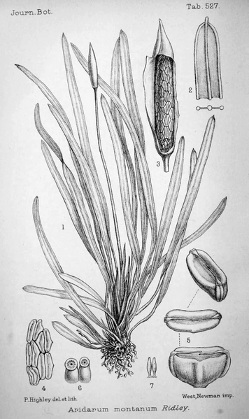 File:Aridarum montanum drawing.png
