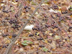 Aronia prunifolia1.jpg