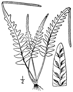 drawing of a fern with long pinnate to pinnatifid fronds and an extended tip