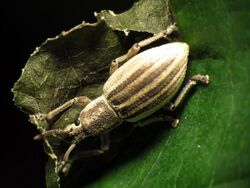 Banded Aphrastus Weevil - Flickr - treegrow.jpg