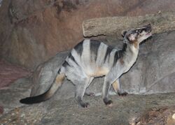 Banded palm civet 10.jpg