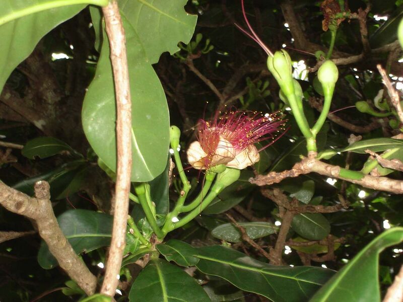 File:Barringtonia asiatica (flower).jpg