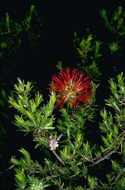 Beaufortia macrostemon.jpg