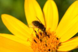 Bee Fly (Sparnopolius confusus) (15148167776).jpg