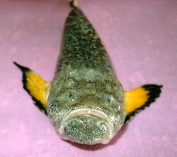 Blackfin stonefish2.jpg