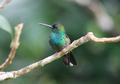 Blue-chested-hummingbird.png