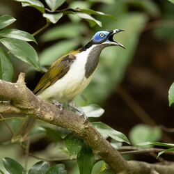 Blue-faced Honeyeater - Julatten.jpg