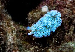 Blue lettuce sea slug.jpg