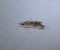 Bluegrass Webworm Moth.jpg