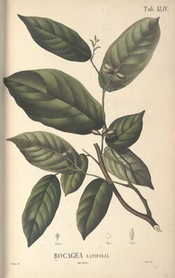 Bocagea latifolia (now Pseuduvaria latifolia).jpg