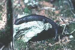 Bolitoglossa heiroreias.jpg