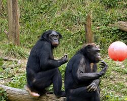 Bonobo 011.jpg