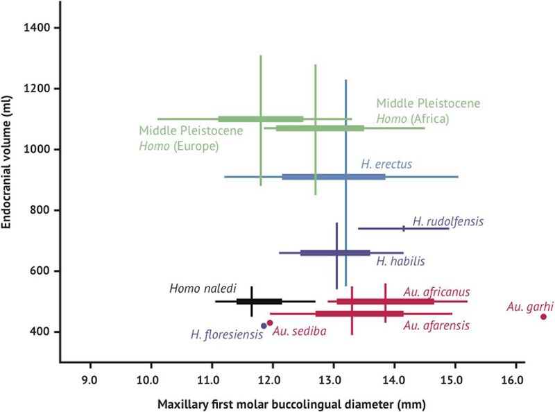 File:Brain size and tooth size in hominins.jpg