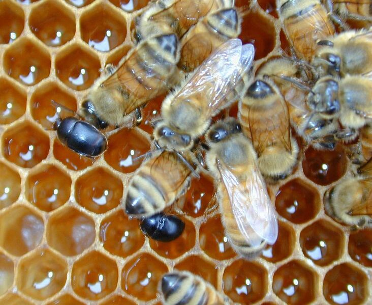 File:CSIRO ScienceImage 1888 Small Beetles in a Hive.jpg