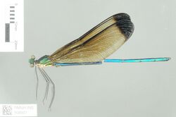 Calopteryx melli Ris, 1912 2432715826.jpg