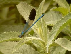 Calopteryx syriaca m.jpg