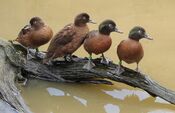 Campbell Island Teal.JPG