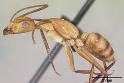 Camponotus variegatus casent0103245 profile 1.jpg