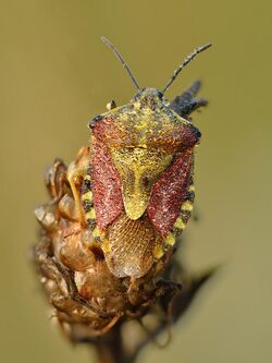 Carpocoris purpureipennis - Kulna.jpg