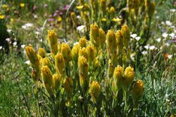 Castilleja levisecta1.jpg