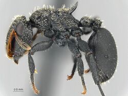 Cephalotes hamulus.jpg