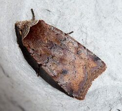 Cerastis faceta. Noctuidae Noctuinae Noctuini Noctuina (5369673735).jpg