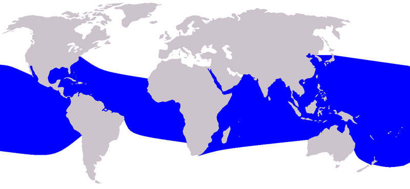 File:Cetacea range map Spinner Dolphin.PNG