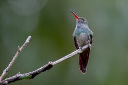 Charming hummingbird (33153349413).jpg
